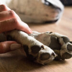 Grief Coach for Pet Loss: A Compassionate Path to Healing After Losing a Beloved Animal Companion