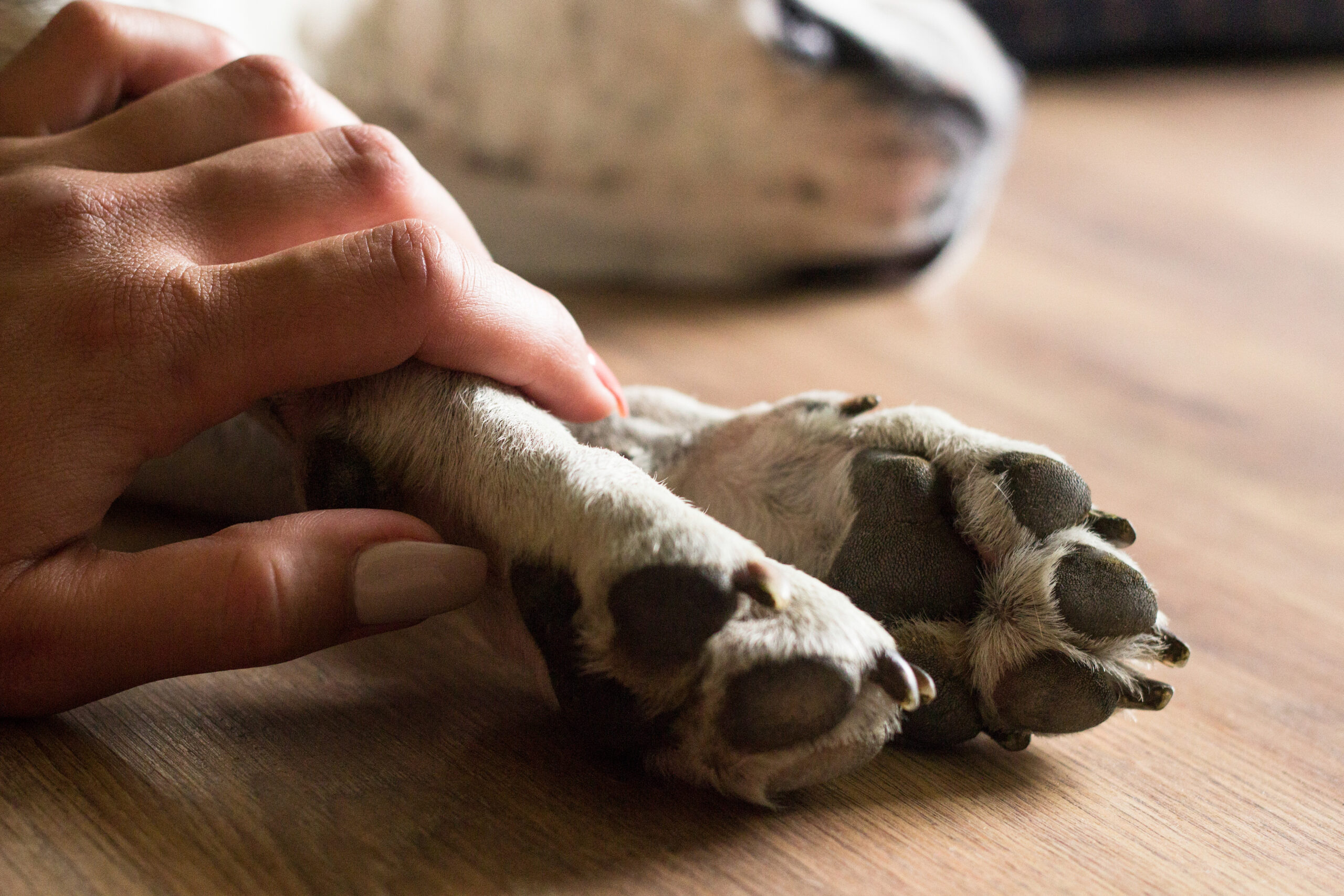 Grief Coach for Pet Loss: A Compassionate Path to Healing After Losing a Beloved Animal Companion